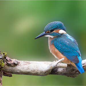 Junger Eisvogel 1