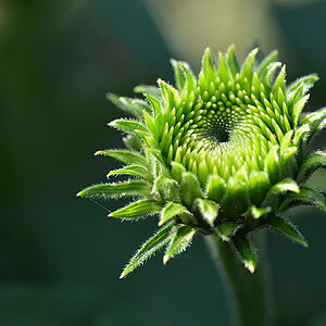 echinacea 01 kl