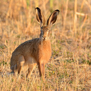 Hase