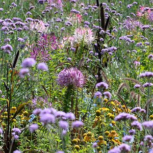 Wildblumen 2