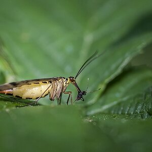 Scorpionfliege