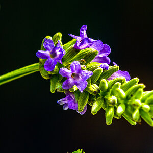 Lavendel 3