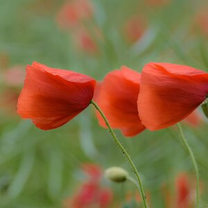720 0614
Mohn