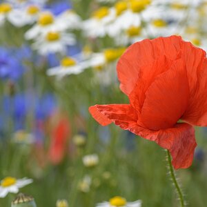 720 0631
Mohnblume