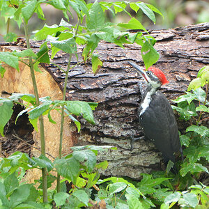 DSC 6653 Woodpecker