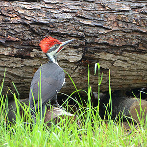 DSC 6659 Woodpecker
