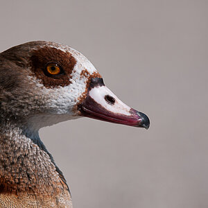 Portrait Nilgans