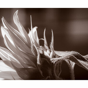 SB in bw (1 von 1)