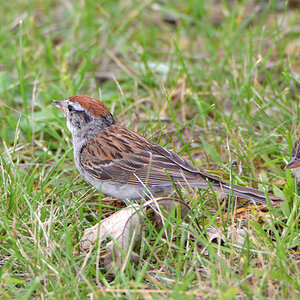 DSC 6958 Spatz