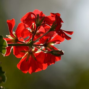 G000124c