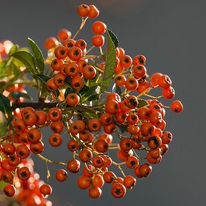 G000128c
