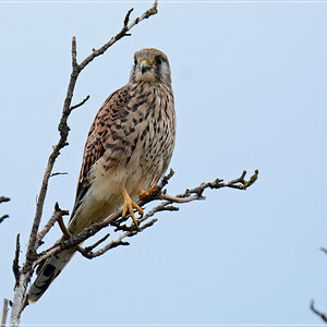 DSC 7557 Turmfalke 1000 R