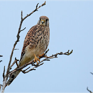 DSC 7561 Turmfalke 1000 R