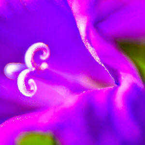 Glockenblume