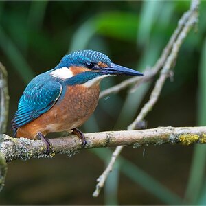 comp Eisvogel 1112