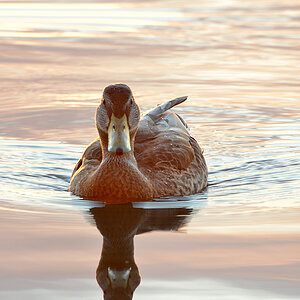 DSC 6749 Ente