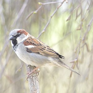 Spatz01