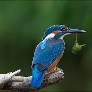 comp Eisvogel DSC 1094