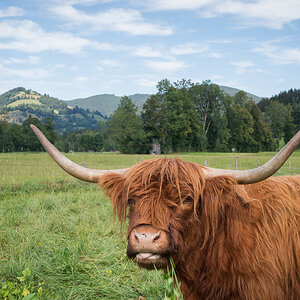 Schottischer Highlander