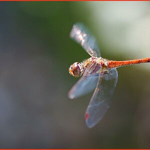 Libelle im Flug