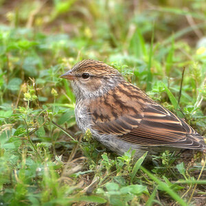 DSC 6976 Spatz