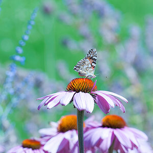 Echinacea purpurea 'Magnus'