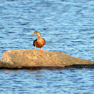 DSC 7487 Ente