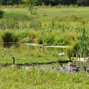 DSC 4416 Gänse