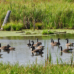 DSC 4423 Gänse