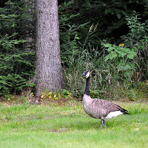 DSC 4455 Gans