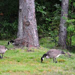 DSC 4456 Gänse