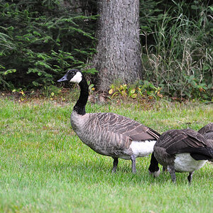 DSC 4457 Gänse