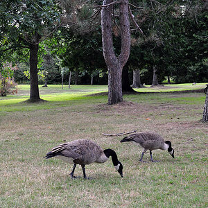 DSC 4462 Gänse