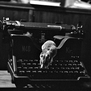 File0006 Hamster Kopie2