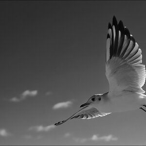comp DSC05400 SW