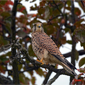 DSC 7586 Turmfalke 1000 R ooc