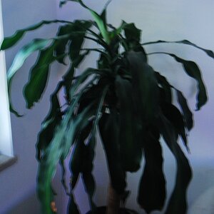 DSC 0001