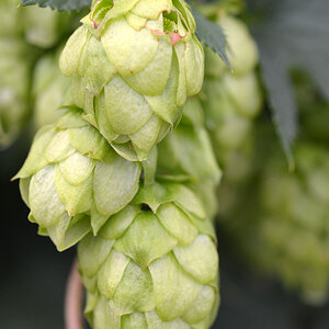 hopfen kl