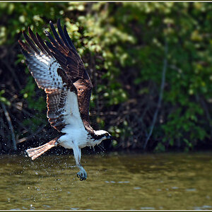 DSC 4677 Osprey 1000