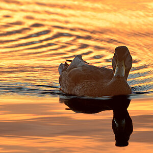 DSC 6743 Ente
