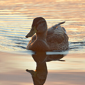 DSC 6747 Ente