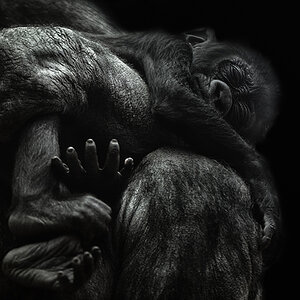 Gorillababy im Mamas Arm