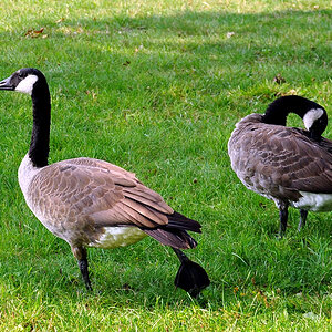 DSC 4616 Gänse