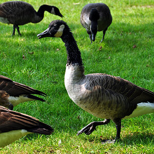 DSC 4620 Gänse