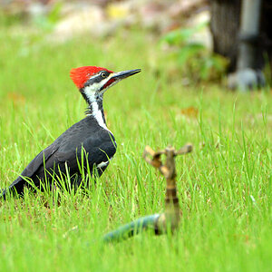 DSC 6682 Woodpecker