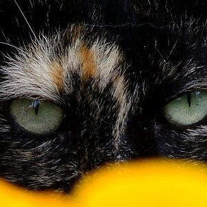 Serafina