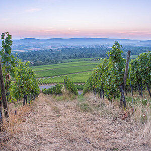 Blaue Stunde im Weinberg
