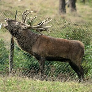Hirsch Röhrt am Zaun