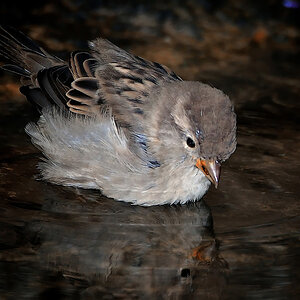 DSC 7447cp