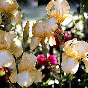 Schwertiris im Garten 07.2015
